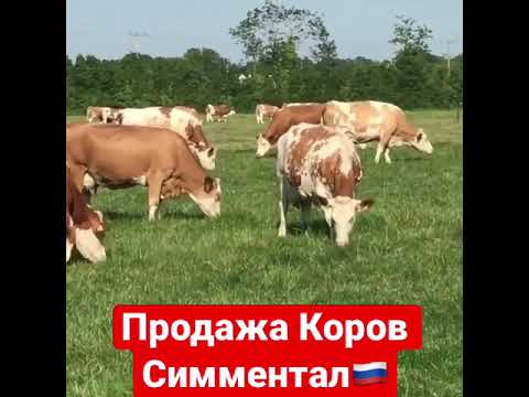 Video: Симментал уйлары - Швейцариядан