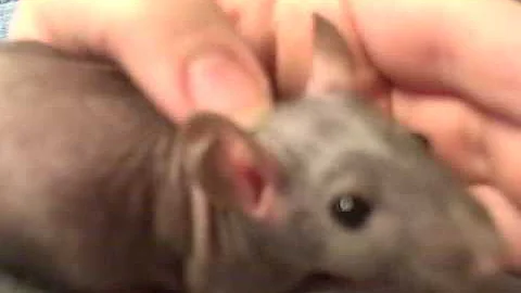 Video 2381101: sphynx, adorable hairless