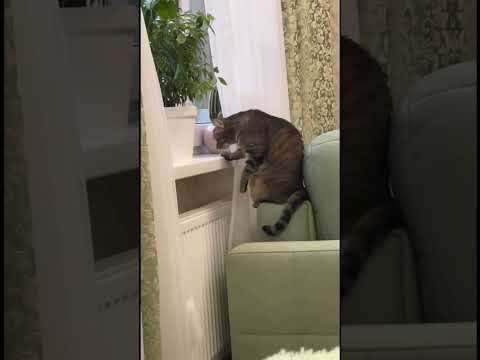 #cat #funnyvideo #shortvideo