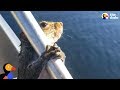 Guy Helps Squirrel Trying To Swim In Lake | The Dodo