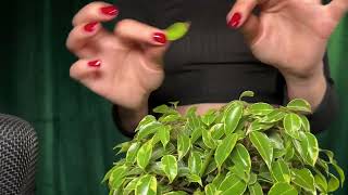 ASMR || Fast and Aggressive scratching on a plant || Hands Sounds