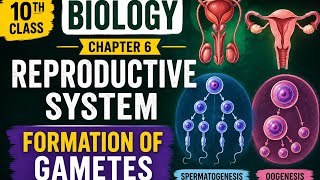 Class 10th- Biology - chapter no 6 - lecture no 1 Formation of gametes and fertilization