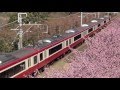 【4K】京急久里浜線と河津桜 三浦海岸さくらまつり(2016.2)