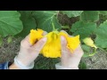 かぼちゃの花の人工受粉に挑戦
