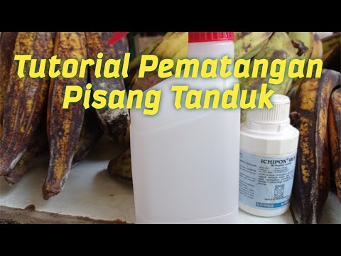 Pisang Tanduk Masih Hijau