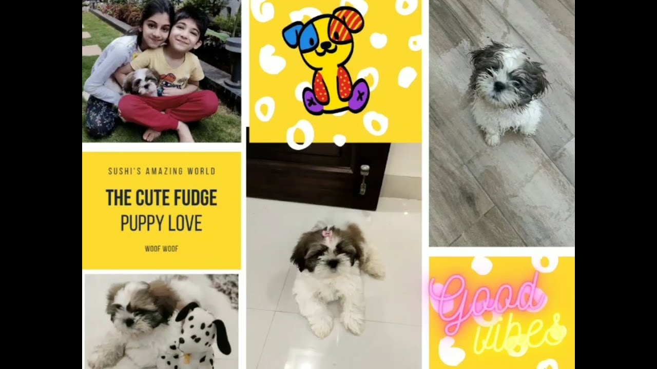 Fudge's First Rain | Shih Tzu Cleaning tips | Simba look | Cute & New puppy |  Sushi's amazing world