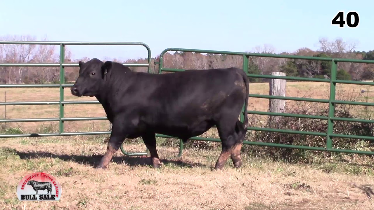 angus tasty Southeast Angus Classic Lot 40