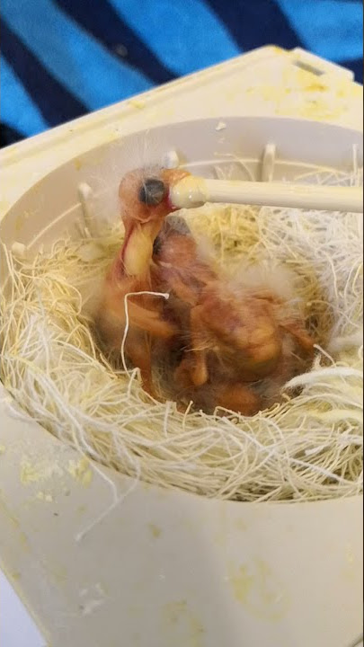 Canary Babies 19