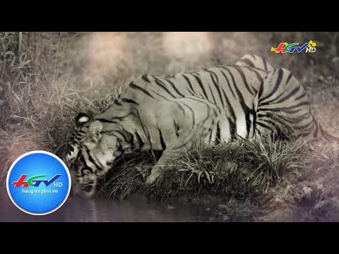 Video Con Cọp trong truyện kể dân gian - youtube