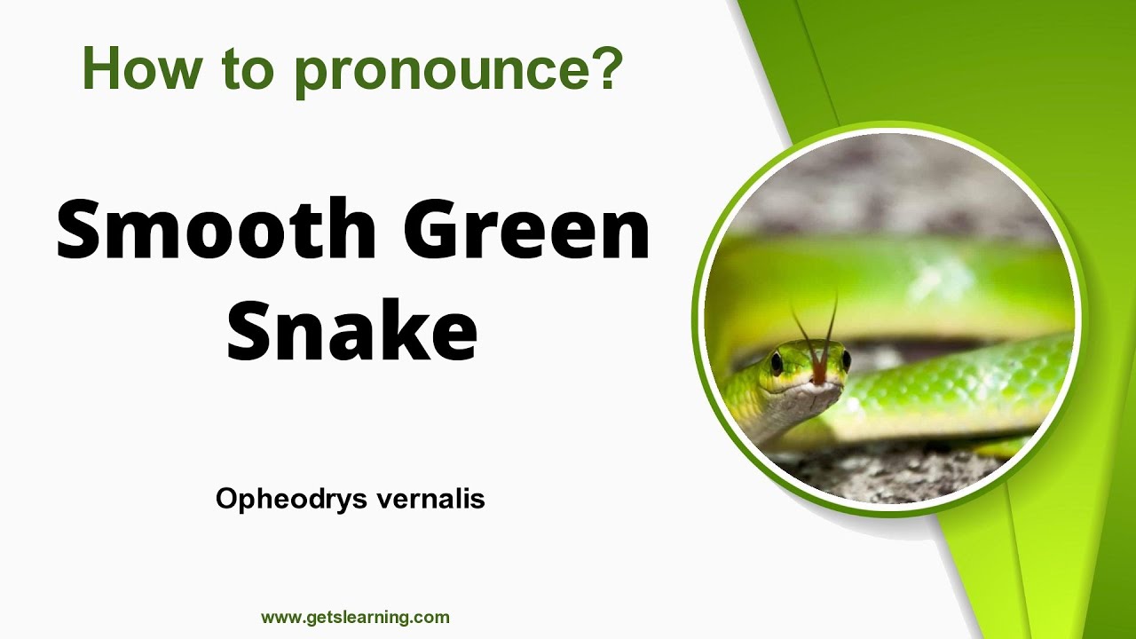 How To Say Smooth Green Snake In English Correctly YouTube