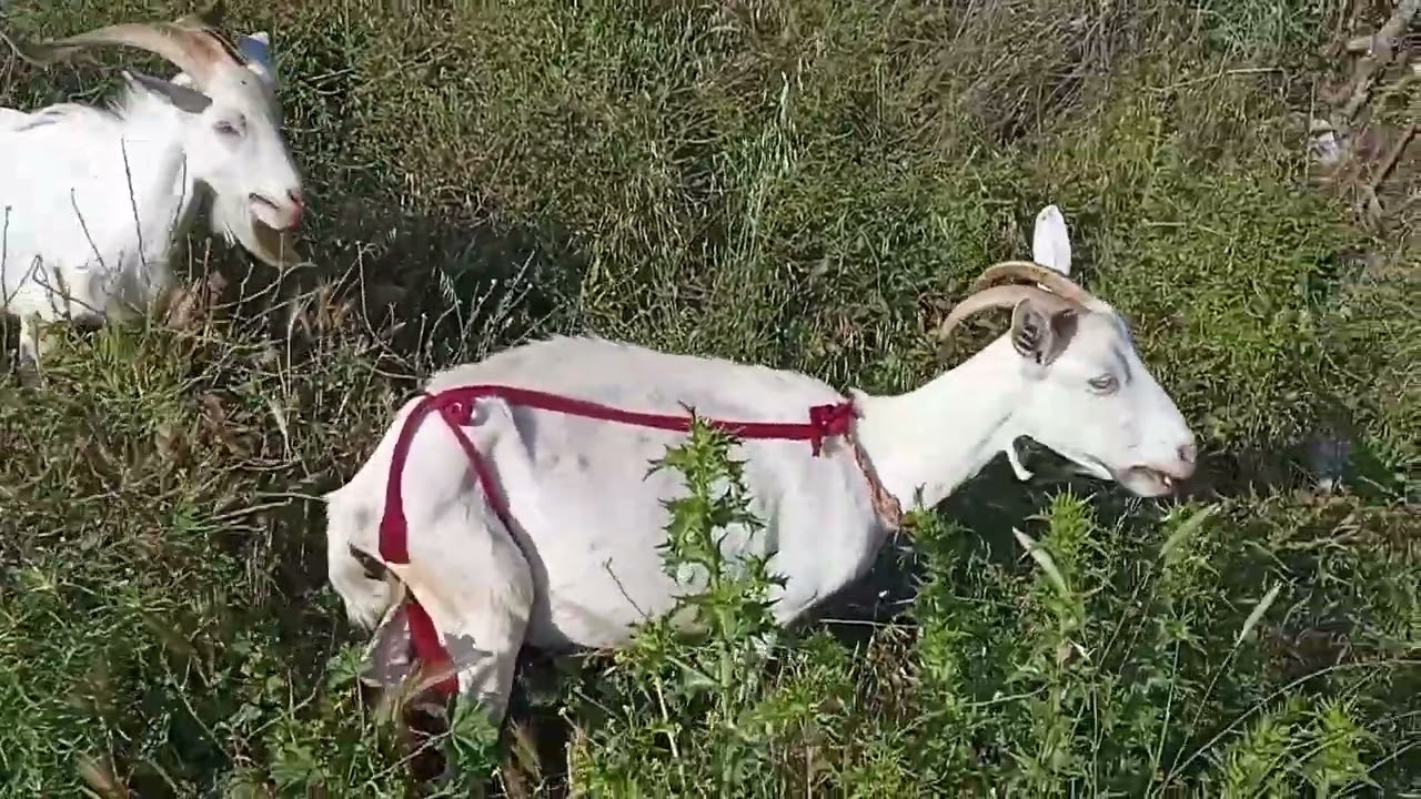 Pour la chèvre le pâturage est partout: dans les forêts, maquis et même au bord des routes