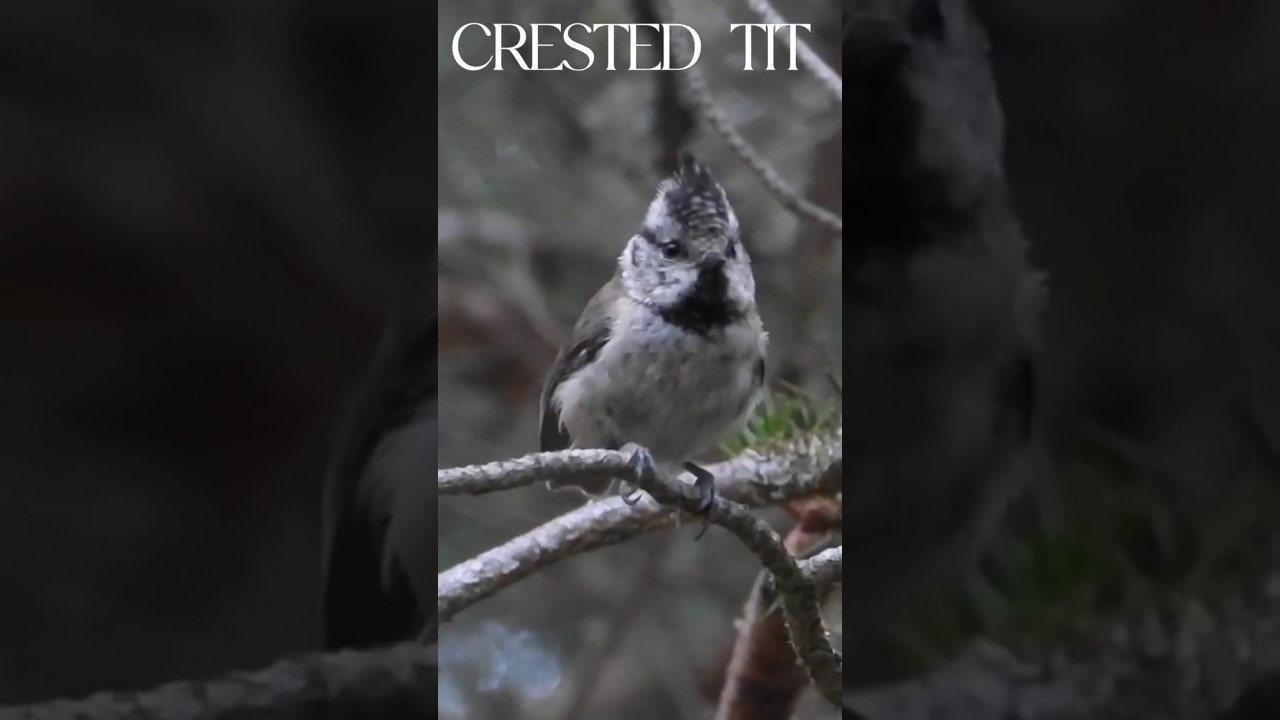 you can only see this bird in Scotland, the crested Tit.