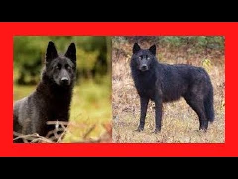 Βίντεο: Wolfdogs: Οι υβριδικοί ορισμένοι κρατικοί νόμοι περιορίζουν