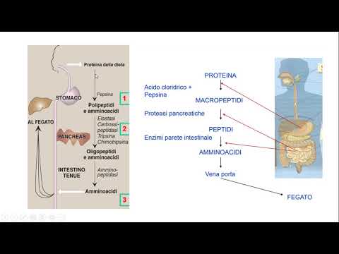 Video: Quando le proteine digerite vengono scomposte in?