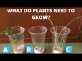 Plant Growth Experiment: Observing Needs and Conditions