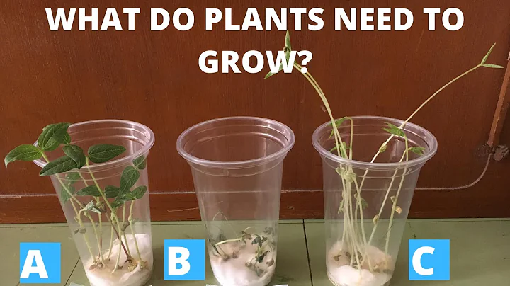 BASIC NEEDS OF PLANTS | WHAT DO PLANTS NEED TO GROW | MUNG BEAN SEEDS EXPERIMENT | MONGO SEEDS | - DayDayNews
