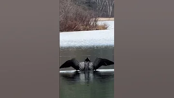 Loon Poland Maine May 2025 