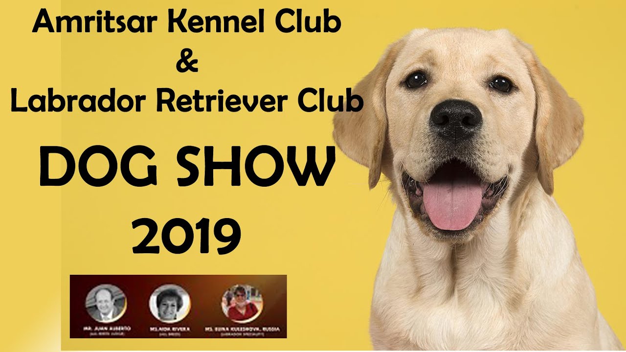 Labrador Dog Show Amritsar Kennel Club 2019 YouTube