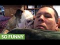 Bulldog reacts to owner who says no