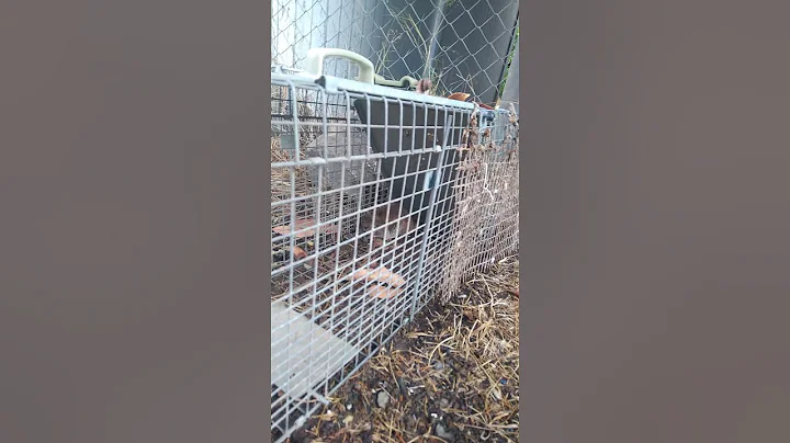 landlord blames rats on tenant.