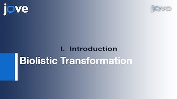 Generation Of Transgenic C. elegans By Biolistic Transformation l Protocol Preview
