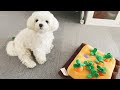 【にんじん収穫隊】可愛いと話題の知育おもちゃを愛犬にあげたらやっぱり天才だった【マルチーズ】