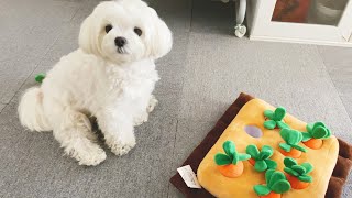 【にんじん収穫隊】可愛いと話題の知育おもちゃを愛犬にあげたらやっぱり天才だった【マルチーズ】