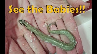 Baby Conda Hognose Update (Surprise! Bonus video)