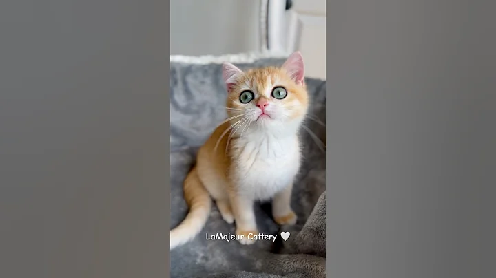 Video 5141821: britishlonghair cat kitten, golden chinchilla kitten