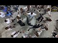 سلم بالله يارايح على الغوطة الشرقية المنشد حسام المصري 0944337435 منتزه الجمال 9 8 2025