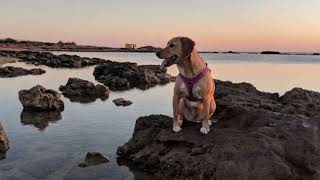 [Beagador] Pros and Cons Owning a Beagador || Beagador Size and Weight