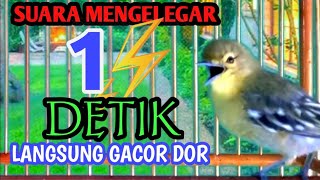 PALING AMPUH || BOSAN CIPOW/SIRTU CUMA JAGO HABISIN MAKANAN GA MAU BUNYI⁉️ JAMIN RESPON DENGAR INI‼️
