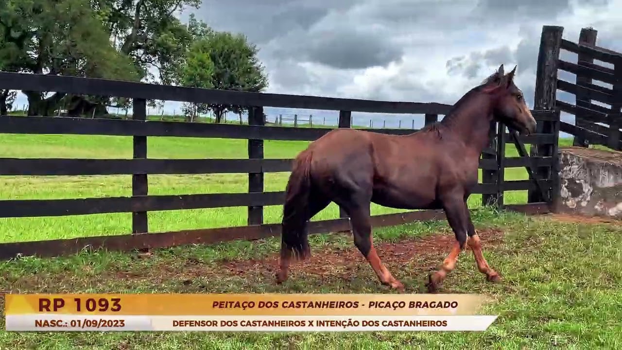 PEITAÇO DOS CASTANHEIROS - 4º CASTANHEIROS PARA O LAÇO 