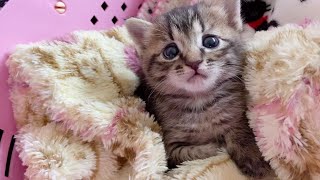 子猫がついにアレを覚えました♪