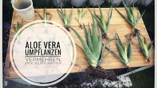 Aloe Vera - vermehren umpflanzen und selber die Erde anmischen- die richtige Pflege der Heilpflanze