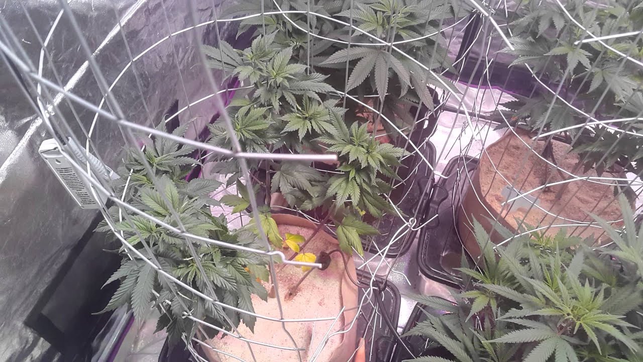 B.D.L VEG CAGING PLANTS WK.7-8