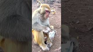 #monkeys #monkey #monkeybaby #monkeycute #monkeyface #monkeylove #monkeyfunny #funny #gozila