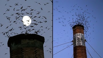 Vaux Swifts suffer as brick chimneys are torn down