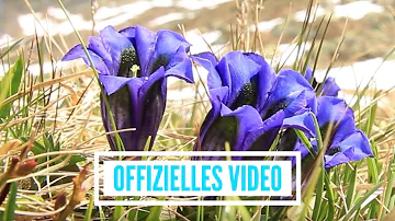 Stimmen der Berge - Blau blüht der Enzian (offizielles Video)