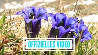 Stimmen der Berge - Blau blüht der Enzian (offizielles Video) chords