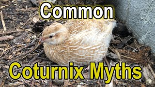 Common Coturnix Myths - with Michael Rose screenshot 5