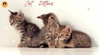 Cat Kittens by Cats & Cats 3 views 2 years ago 40 seconds