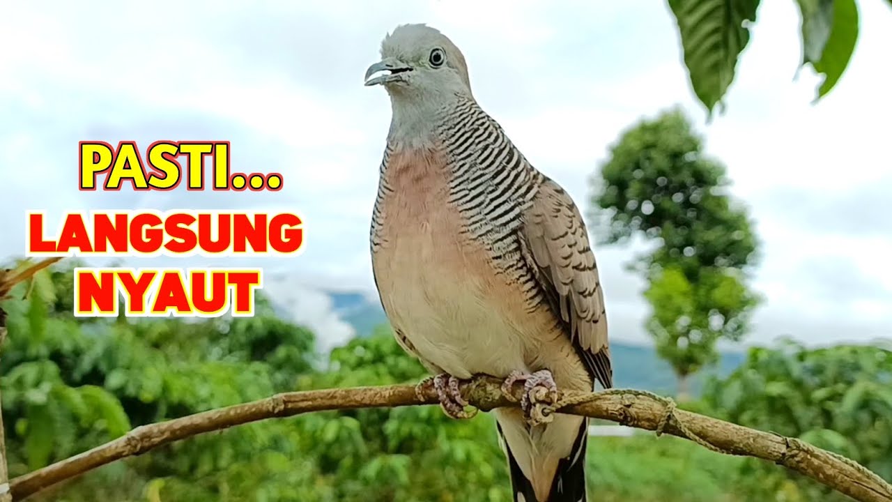 Suara Burung Perkutut Pikat Gacor Memanggil Lawan Paling Ampuh