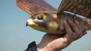 Nederlandse Robird Gaat Vliegvelden Vogelvrij Make - Rtl Z Nieuws