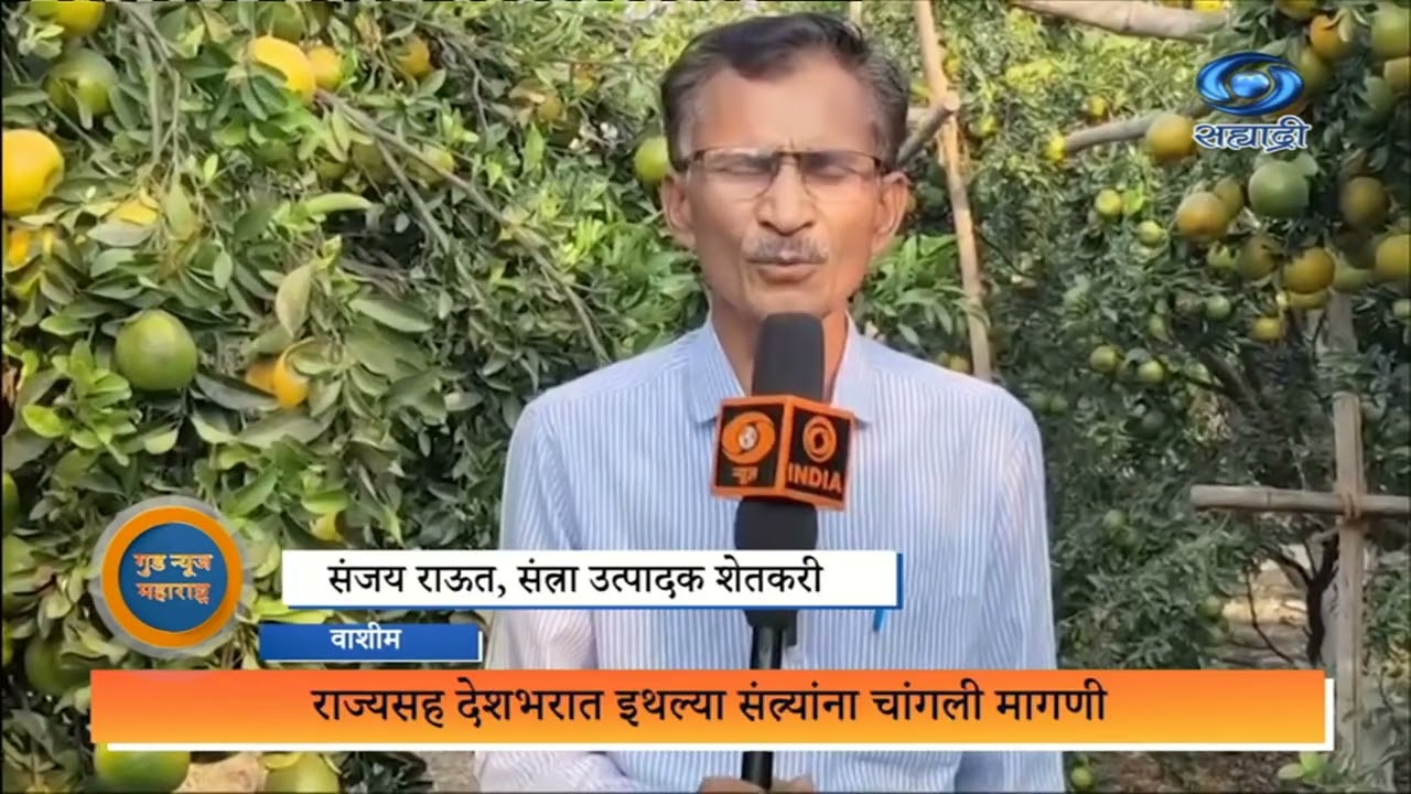 Good News Maharashtra |  वाशिम मधलं वनोजा गाव संत्र्याच्या शेतीमुळे ऑरेंज व्हिलेज म्हणून नावारूपाला