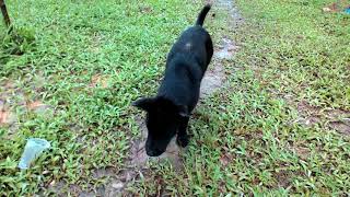 Video lucu anjing joget