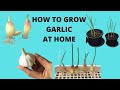 How to Grow Garlic at Home | Grow Garlic in Pots | Easy Steps in Growing Garlic