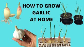How to grow garlic at home | in pots easy steps growing