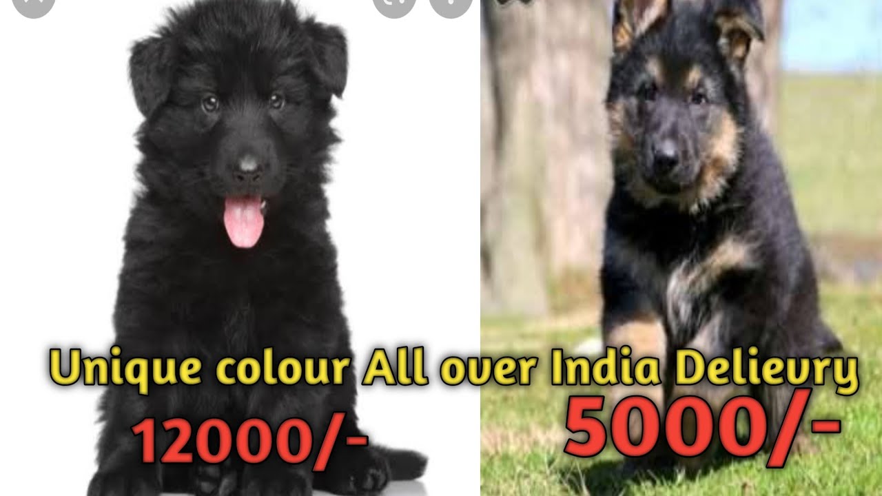 Double Coat German shepherd puppies for sale ll German safed dog price