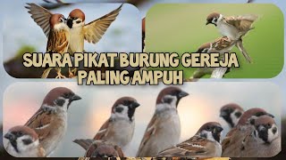 Suara pikat burung gereja paling ampuh 